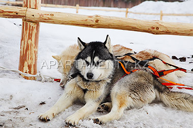 riding on dogs in kazakh fairytale