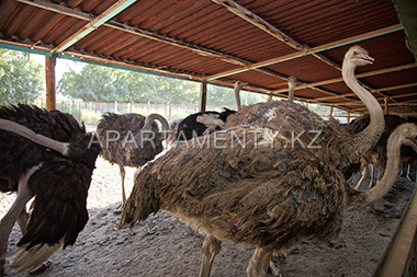 Ostrich farm in Almaty region
