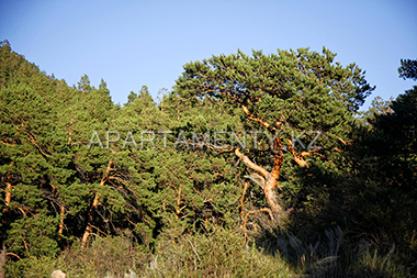 Forest in Bayanaul