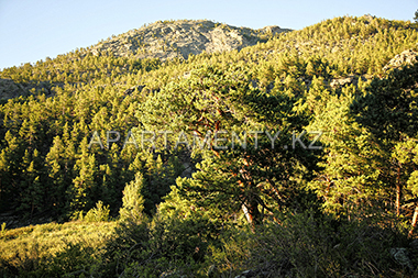 Pine forest in Bayanaul