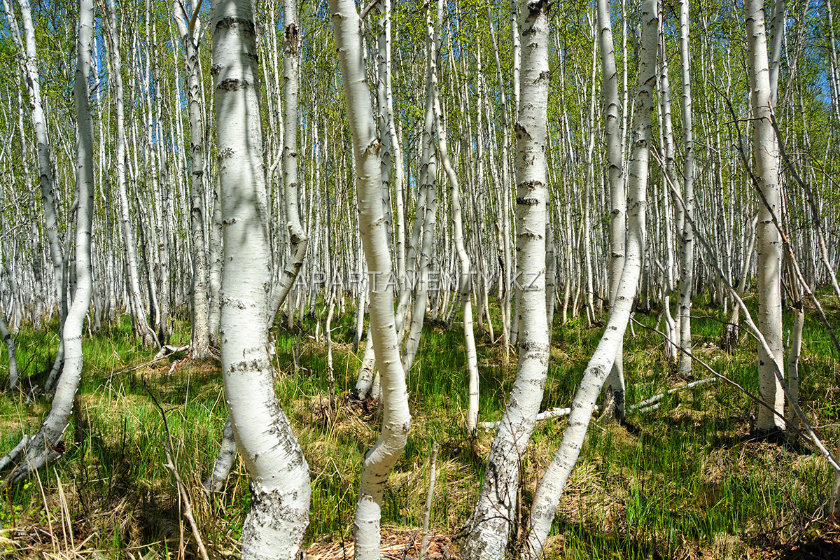 The grove of the dancing birches. Боровое роща танцующих берез. Роща танцующих берез в Боровом. Боровое Казахстан роща танцующих берез. Танцующая Березовая роща Боровое.