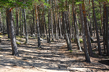 Pine forest in Borovoe, Burabay