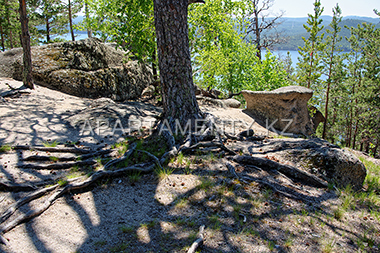 Stong roots of trees in Borovoe