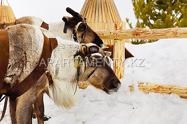 riding on deer, rixos borovoe