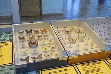 Разновидности Бабочек в музее, Боровое