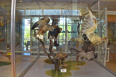 Хищные птички в музее, Боровое
