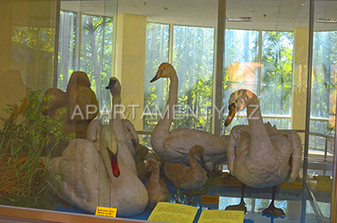 Лебеди в музее, Боровое