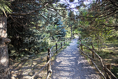 Alley in Turgen gorge, apple trees